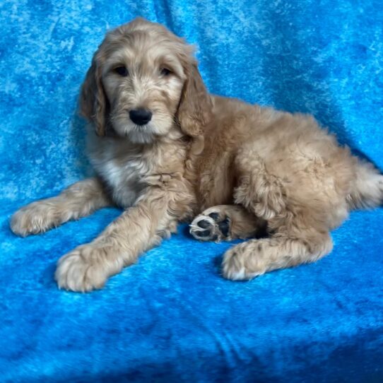 Goldendoodle DOG Male Light Golden 2734 Petland Pensacola, Florida