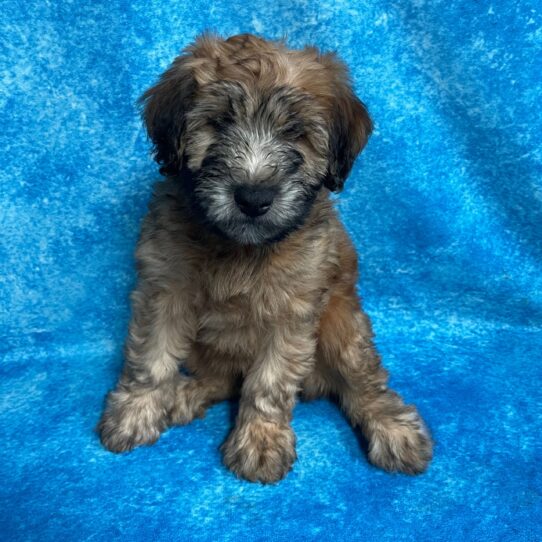 Soft Coated Wheaten Terrier DOG Female Wheaten 2739 Petland Pensacola, Florida