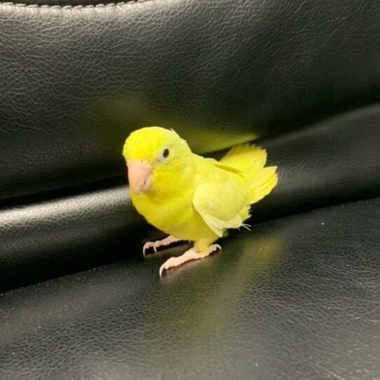 Parrotlet BIRD Female Lutino 558 Petland Pensacola, Florida