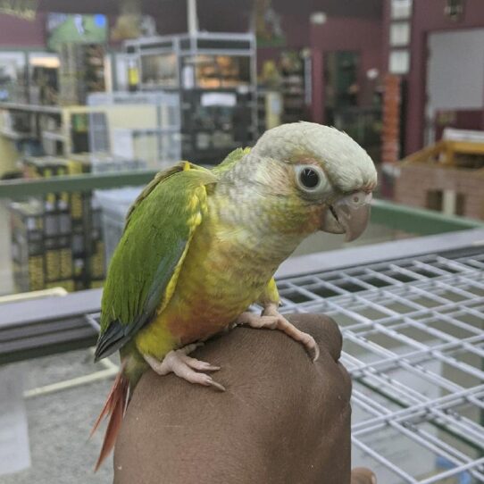 Greeen Cheek Conure-BIRD-Unknown-Pineapple-515-Petland Pensacola, Florida