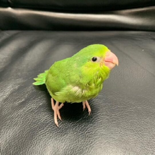 Parrotlet-BIRD-Female-Green-571-Petland Pensacola, Florida