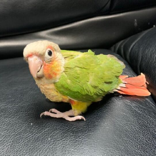 Greeen Cheek Conure BIRD Unknown Pineapple 517 Petland Pensacola, Florida