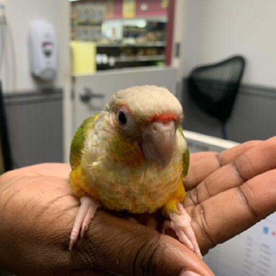 Greeen Cheek Conure-BIRD-Unknown-Pineapple-519-Petland Pensacola, Florida