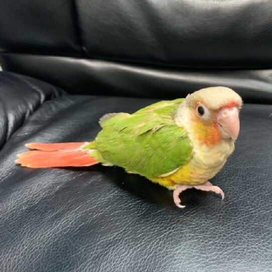 Greeen Cheek Conure-BIRD-Unknown-Pineapple-518-Petland Pensacola, Florida