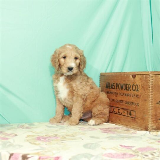 Goldendoodle DOG Male Golden 2779 Petland Pensacola, Florida