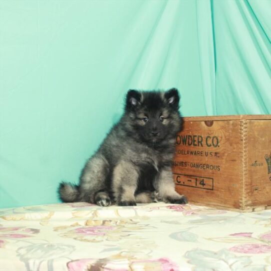 Keeshond-DOG-Male-Black / Silver-2780-Petland Pensacola, Florida