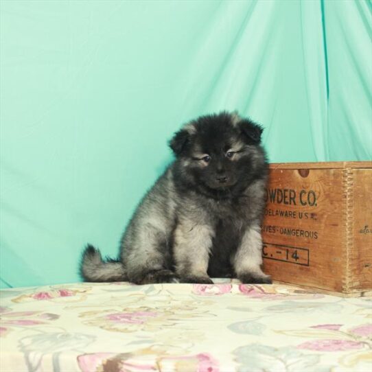 Keeshond-DOG-Female-Black / Silver-2781-Petland Pensacola, Florida