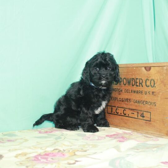 Cavapoo DOG Male Black 2782 Petland Pensacola, Florida