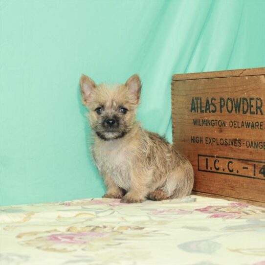 Cairn Terrier-DOG-Female-Wheaten-2783-Petland Pensacola, Florida