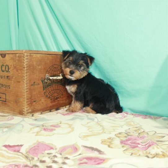 Yorkie DOG Male Black / Tan 2784 Petland Pensacola, Florida