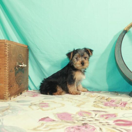 Yorkie DOG Female Black / Tan 2785 Petland Pensacola, Florida