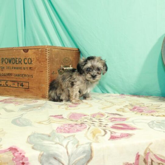 Poodle/Shih Tzu DOG Male Blue Merle 2787 Petland Pensacola, Florida