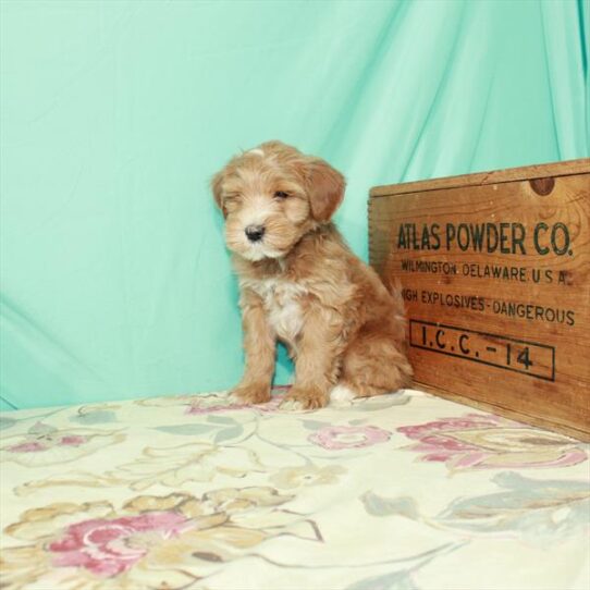 Mini Whoodle-DOG-Male-Apricot-2788-Petland Pensacola, Florida