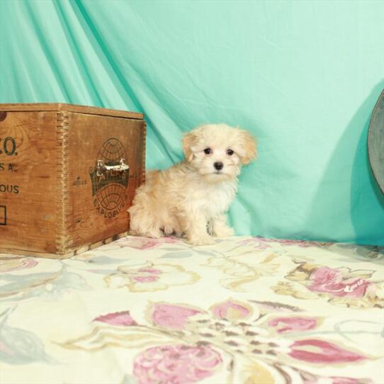 Maltipoo DOG Female Apricot 2789 Petland Pensacola, Florida