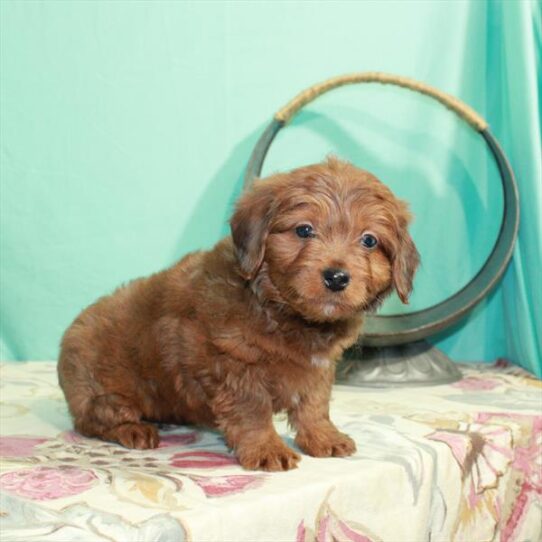 Mini Aussiedoodle-DOG-Male-Red-2790-Petland Pensacola, Florida