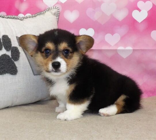 Pembroke Welsh Corgi DOG Male Black 2791 Petland Pensacola, Florida