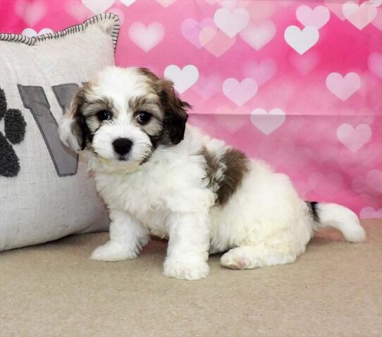 Teddy Bear-DOG-Female-Gold / White-2792-Petland Pensacola, Florida