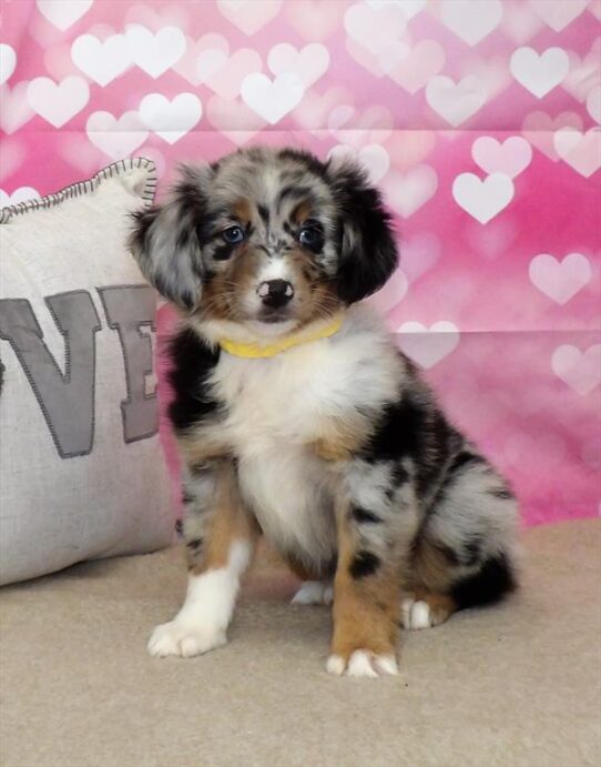 Mini Australian Shepherd/Australian Shepherd DOG Female Blue Merle White / Tan 2793 Petland Pensacola, Florida