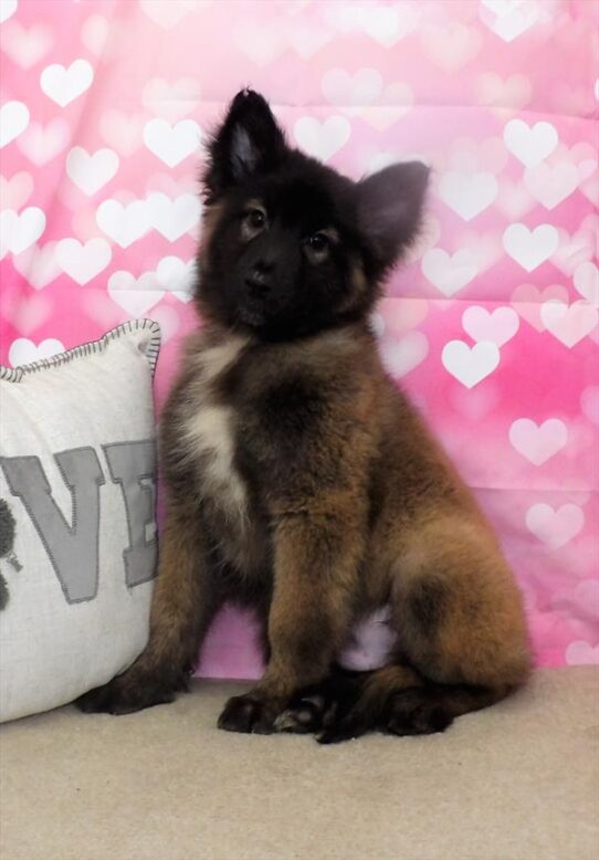 Belgian Tervuren DOG Male Mahogany / Black 2794 Petland Pensacola, Florida