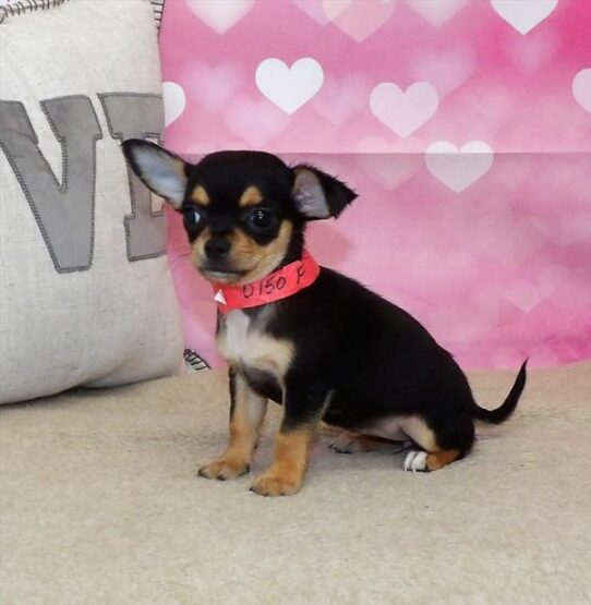 Chihuahua DOG Female Black / Tan 2795 Petland Pensacola, Florida