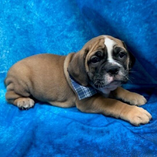 Victorian Bulldog DOG Male Red/White/Black 409 Petland Pensacola, Florida