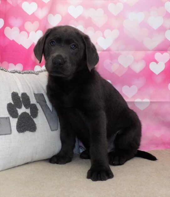 Labrador Retriever DOG Male Charcoal 2796 Petland Pensacola, Florida