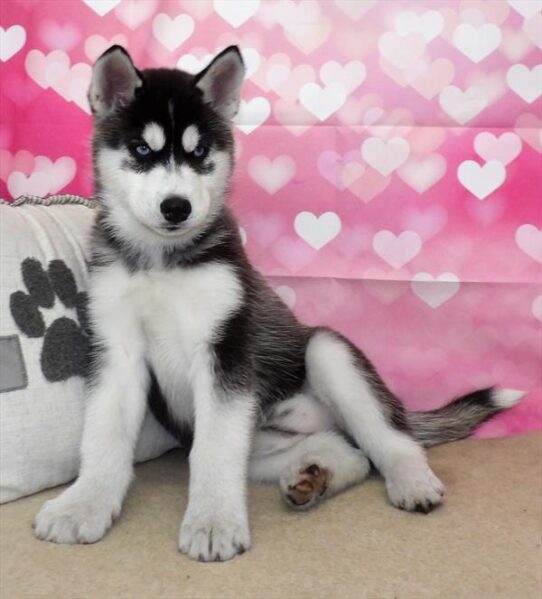 Siberian Husky DOG Female Black / White 2797 Petland Pensacola, Florida