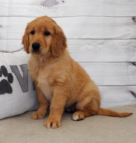 Golden Retriever DOG Female Dark Golden 2799 Petland Pensacola, Florida