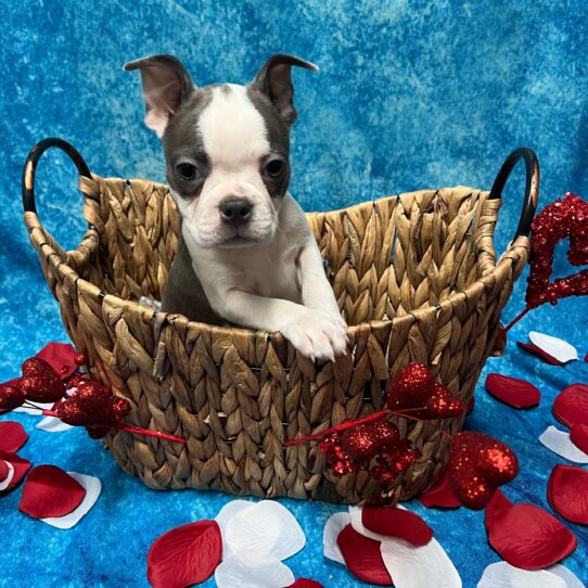 Boston Terrier DOG Female Blue / White 2801 Petland Pensacola, Florida