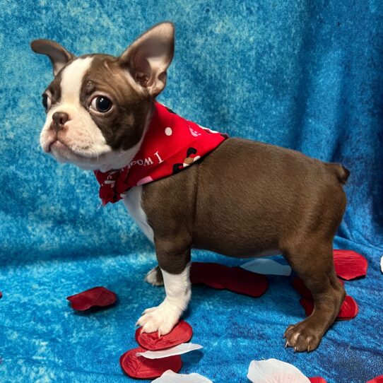 Boston Terrier DOG Female Red / White 2800 Petland Pensacola, Florida