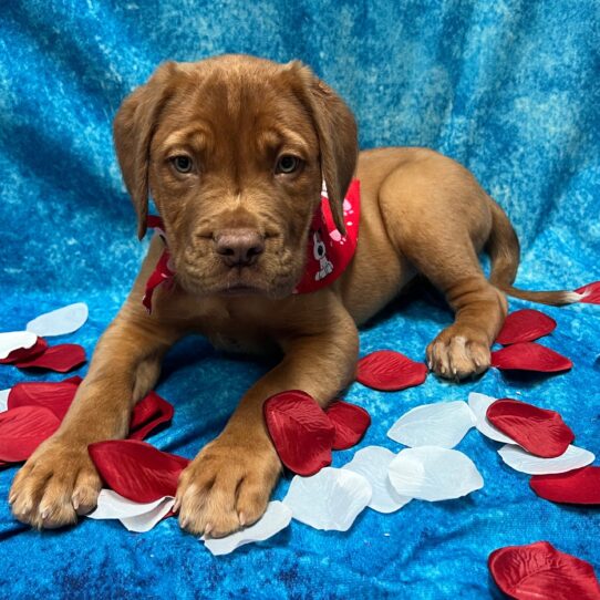 Dogue de Bordeaux DOG Male Red 2812 Petland Pensacola, Florida