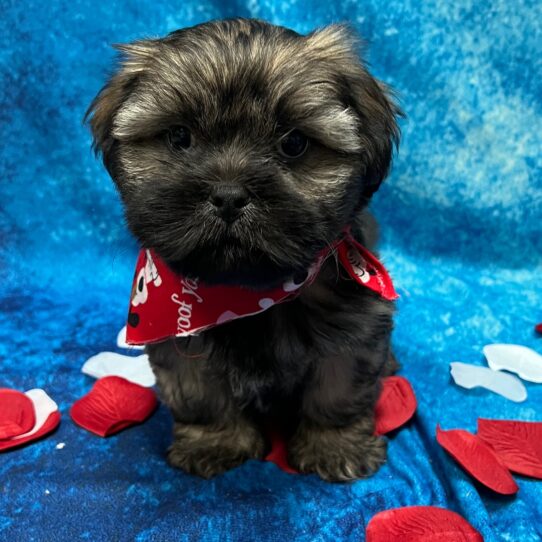 Lhasa Apso DOG Male Dark Golden 2817 Petland Pensacola, Florida