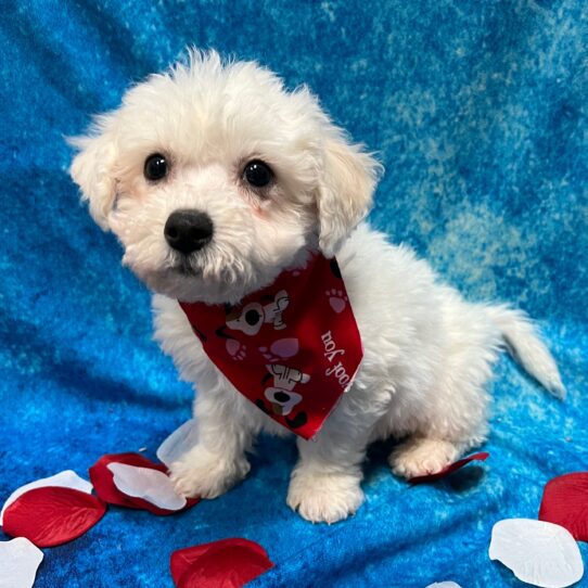 Bichon DOG Male White 2816 Petland Pensacola, Florida