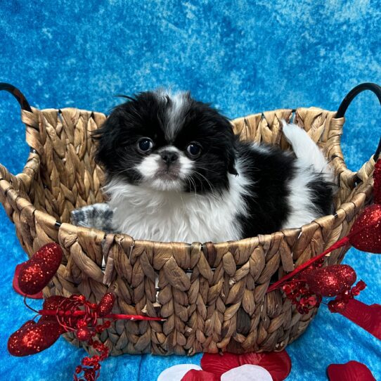 Japanese Chin-DOG-Female-Black/White-2819-Petland Pensacola, Florida