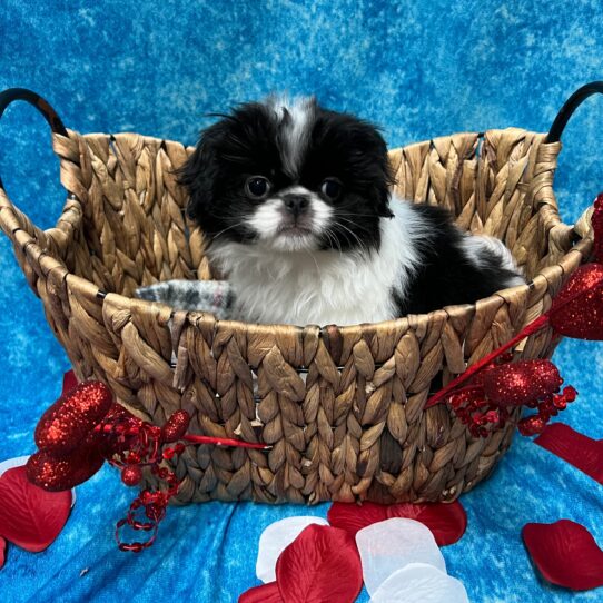 Japanese Chin DOG Male Black/White 2820 Petland Pensacola, Florida