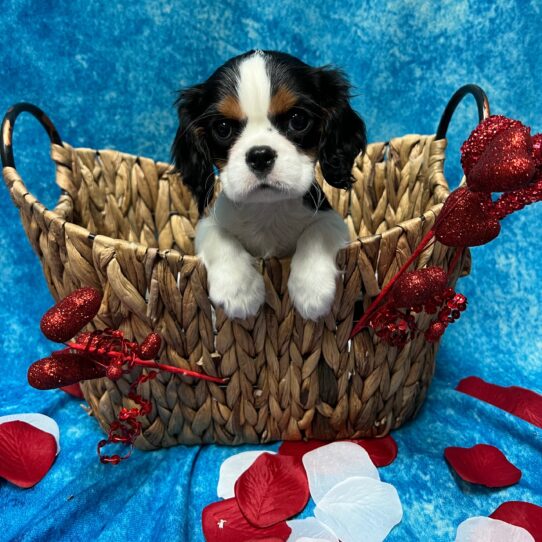 Cavalier King Charles Spaniel DOG Male Black Tan/White 2811 Petland Pensacola, Florida