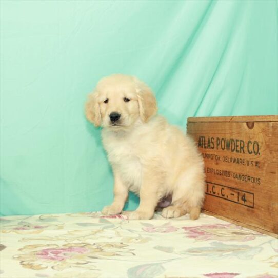 Golden Retriever DOG Male Light Golden 2833 Petland Pensacola, Florida