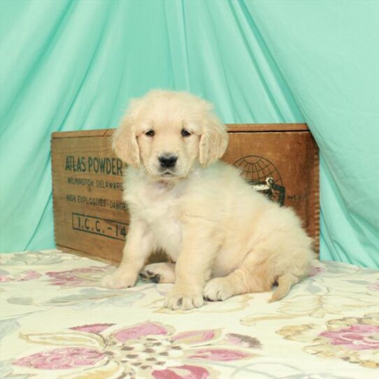 Golden Retriever DOG Female Light Golden 2834 Petland Pensacola, Florida