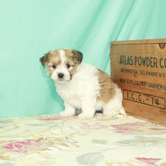 Havanese DOG Female White / Gold 2836 Petland Pensacola, Florida