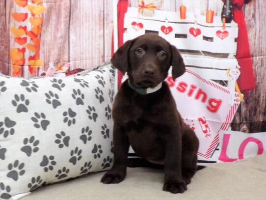 Labrador Retriever DOG Female Chocolate 2838 Petland Pensacola, Florida