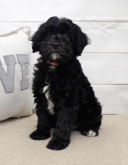 Cavapoo DOG Male Black 2839 Petland Pensacola, Florida