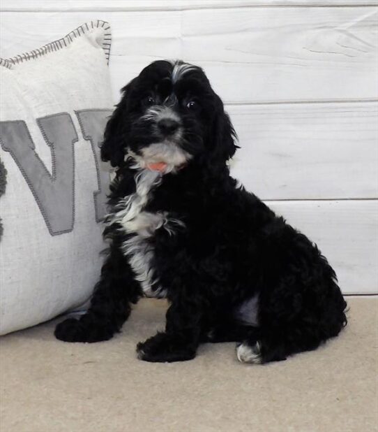 Cavapoo-DOG-Female-Black-2840-Petland Pensacola, Florida