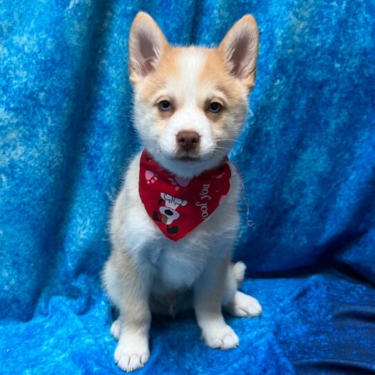 Pomsky 2nd Gen DOG Male Cream/White 2843 Petland Pensacola, Florida