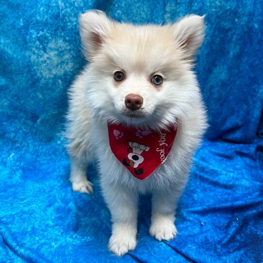 Pomsky 2nd Gen DOG Female Cream/White 2844 Petland Pensacola, Florida