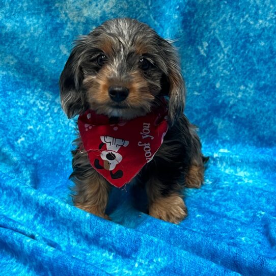 Dorkie-DOG-Male-Blue Merle-2835-Petland Pensacola, Florida