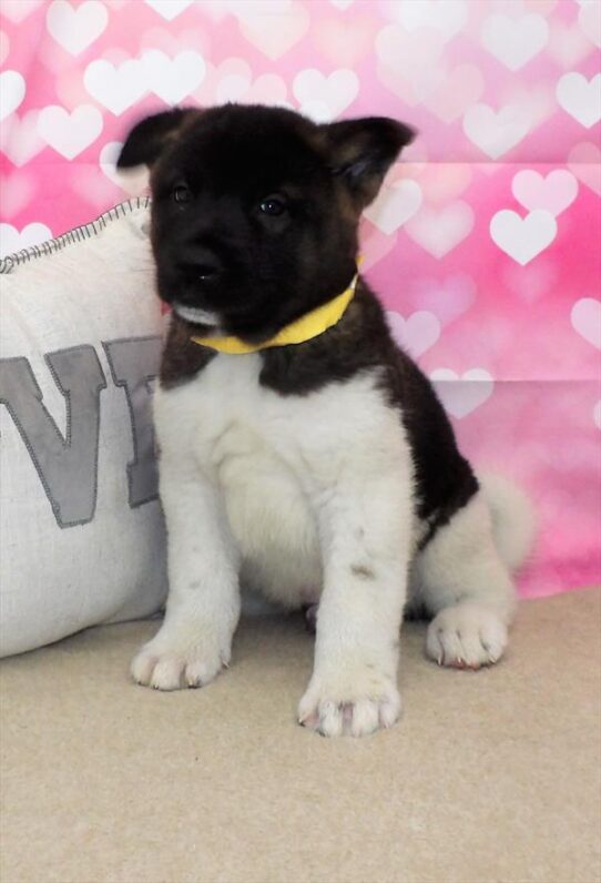 Akita-DOG-Male-Brown-2901-Petland Pensacola, Florida