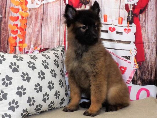 Belgian Tervuren DOG Female Mahogany / Black 2902 Petland Pensacola, Florida