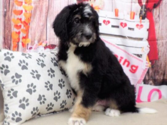 Bernedoodle DOG Male Black White / Tan 2904 Petland Pensacola, Florida