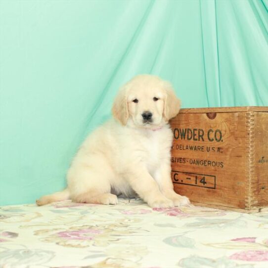 Golden Retriever DOG Female Light Golden 2905 Petland Pensacola, Florida