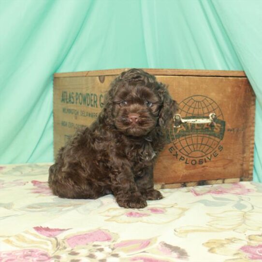 Cockapoo DOG Male Chocolate 2907 Petland Pensacola, Florida